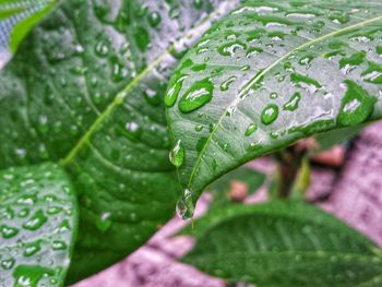 Close-up of wet plant leaves during rainy season