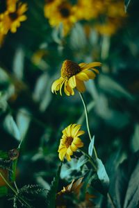 Close-up of bee on flower