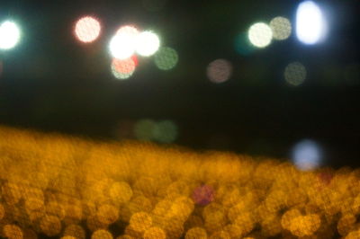 Close-up of yellow flowers at night