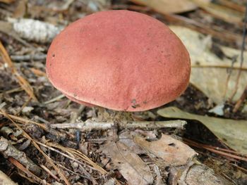 Close-up of fly agaric mushroom