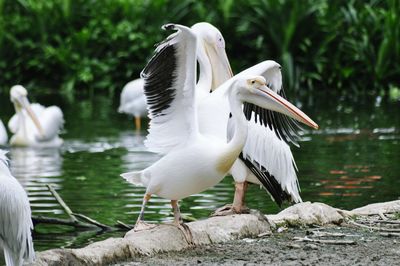 Side view of birds in water