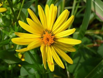 Close-up of yellow flower