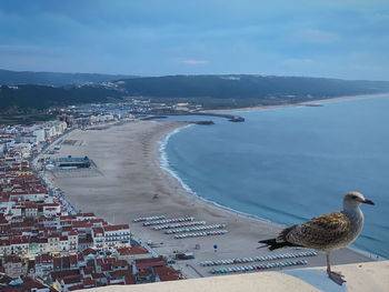 High angle view of seagulls on beach