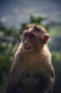 Portrait of monkey