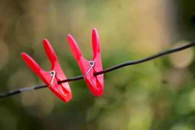 Close up of red leaves