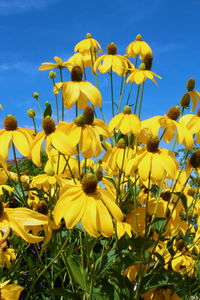 Sunflower blooming in field