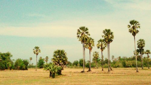 Trees on field against sky