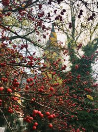 Low angle view of cherry blossoms on tree