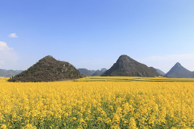 View of flowers growing in field