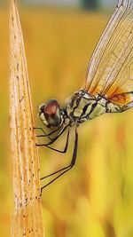 Close-up of dragonfly on plant