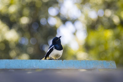 Close-up of bird perching on tree