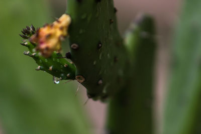 Close-up of wet flower growing on plant