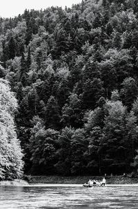 Scenic view of river amidst trees in forest