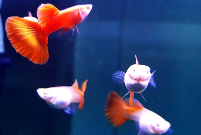 Close-up of fish swimming in sea