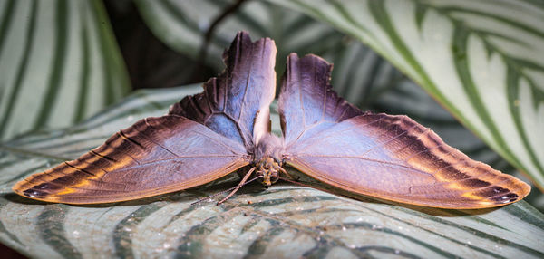 Close-up of butterfly on flower