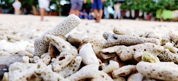 Close-up of corals on nusapenida beach