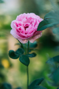 Close-up of pink rose