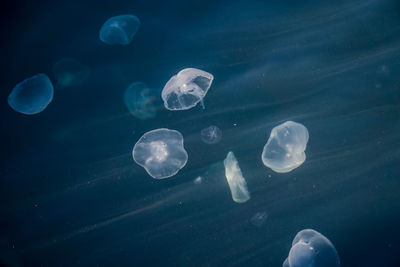 Jellyfish swimming in sea