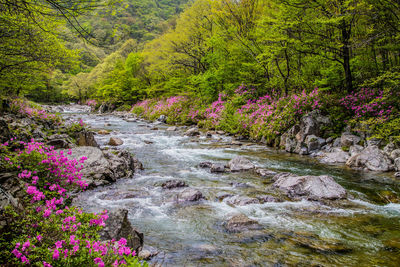 Scenic view of river amidst trees in forest