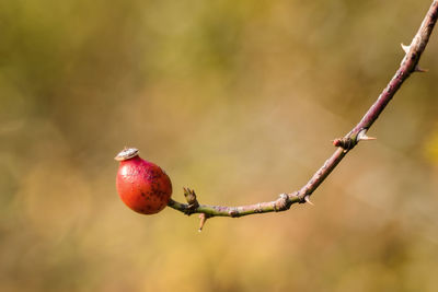 Close-up of berries on branch