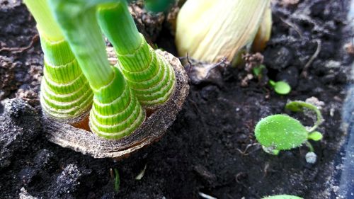 High angle view of plant growing on field