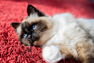 Close-up portrait of a cat