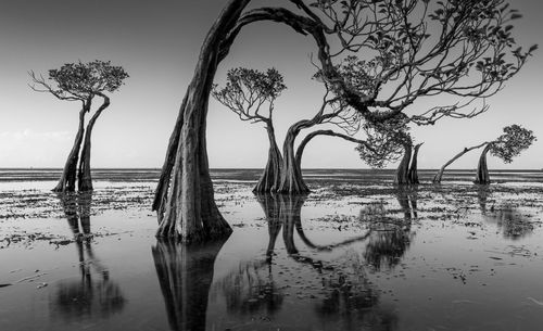 Mangrove trees of sumba island