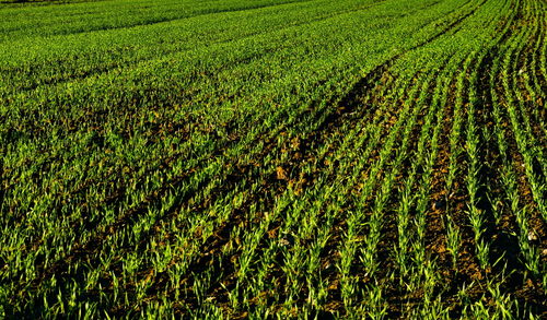 Crops growing on field