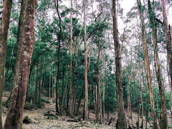 View of trees in forest