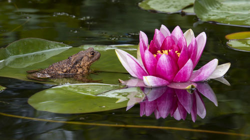 Lotus water lily in lake