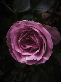 Close-up of pink rose