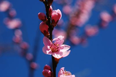 Close-up of pink flowers