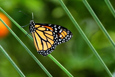 Close-up of butterfly on leaf