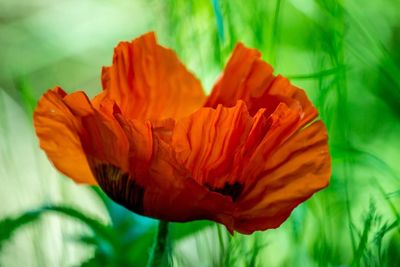 Close-up of orange flowers blooming outdoors