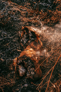 High angle view of bonfire on field in forest