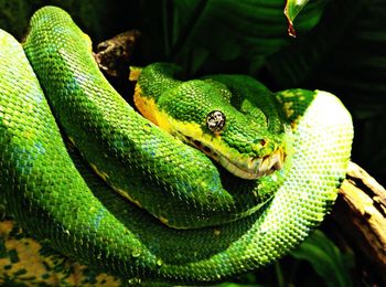 Close-up of green lizard on plant