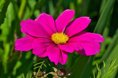 Close-up of pink and purple flower