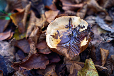 Close-up of dried autumn leaves on field