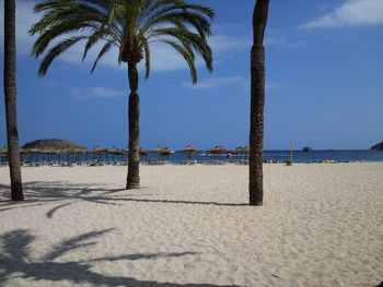 Palm trees on beach against sky