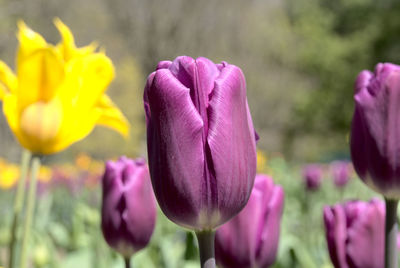Delicate tulip color