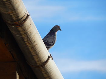 Close-up of bird perching on retaining wall against sky