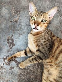 Portrait of cat sitting on floor