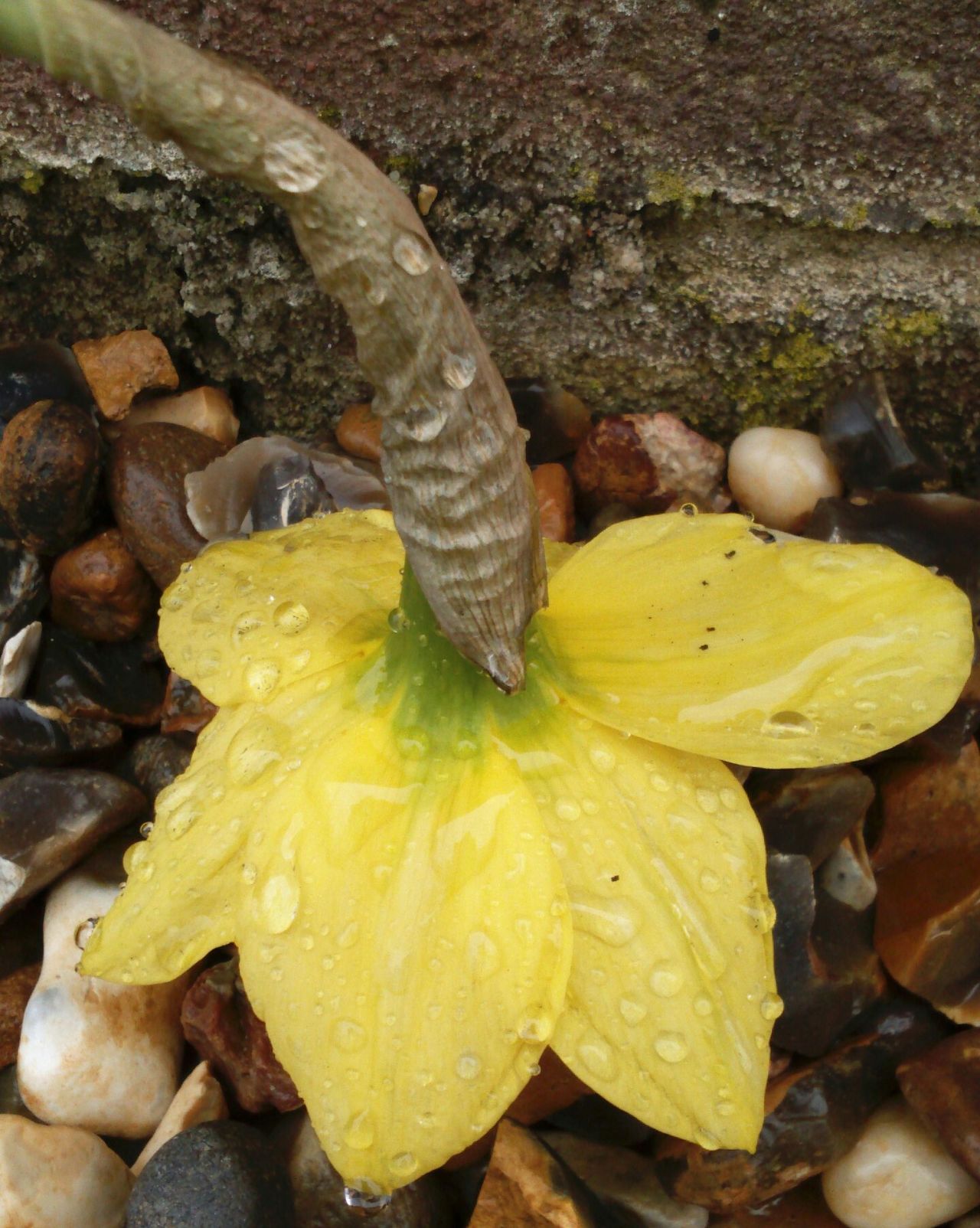 Rain drops on petals