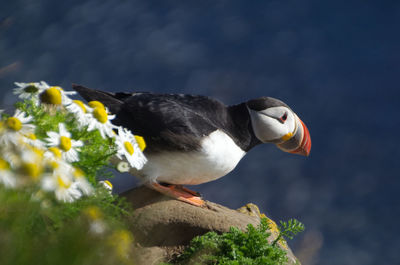 Close-up of a bird