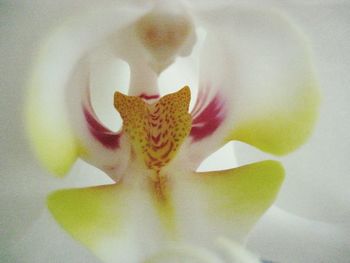 Close-up of flower blooming outdoors