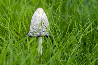 Close-up of umbrella on grass in field