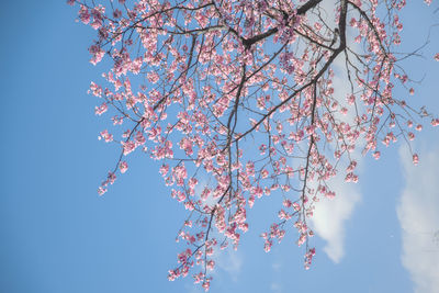 Low angle view of cherry blossoms against sky