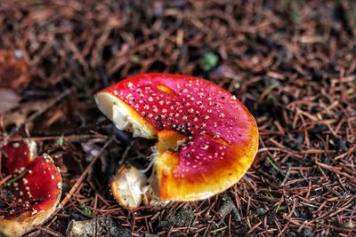 Close-up of fly agaric mushroom on field
