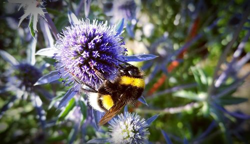 Close-up of honey bee on thistle flower