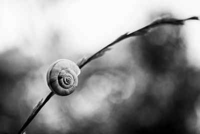 Close-up of snail